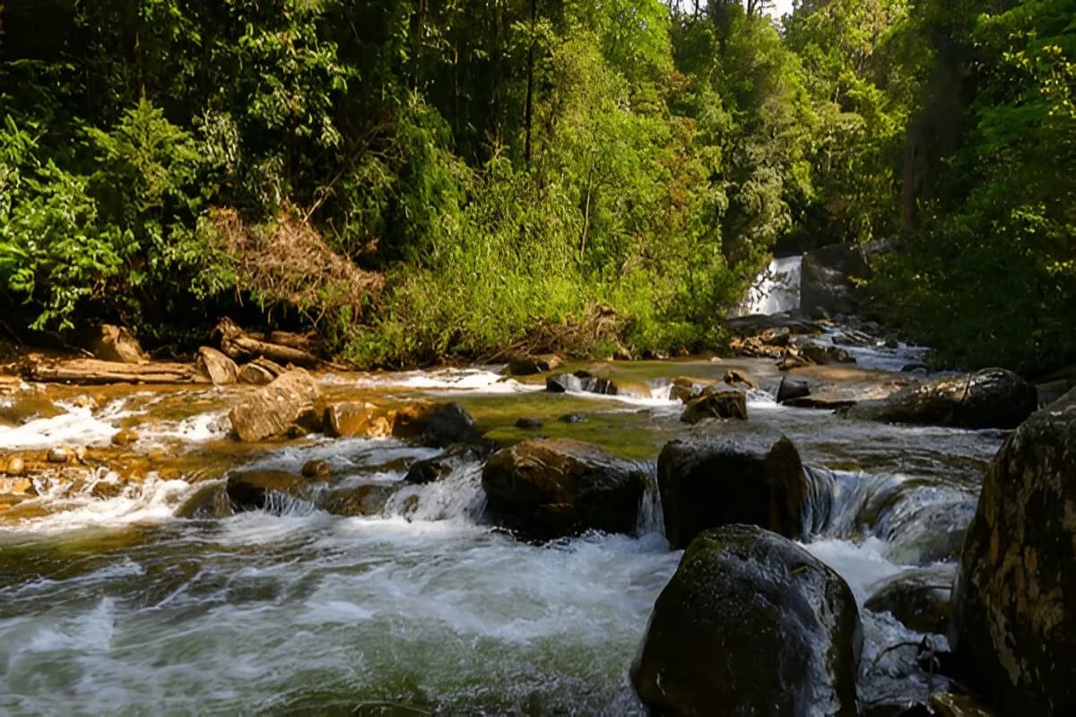 Sinharaja Forest Reserve