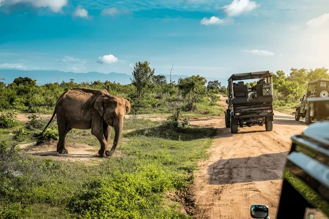 Yala National Park
