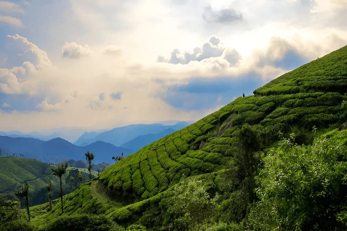 Munnar Tea Gardens