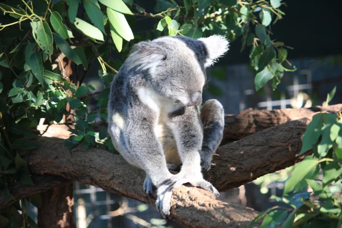 lone pine koala sanctuary