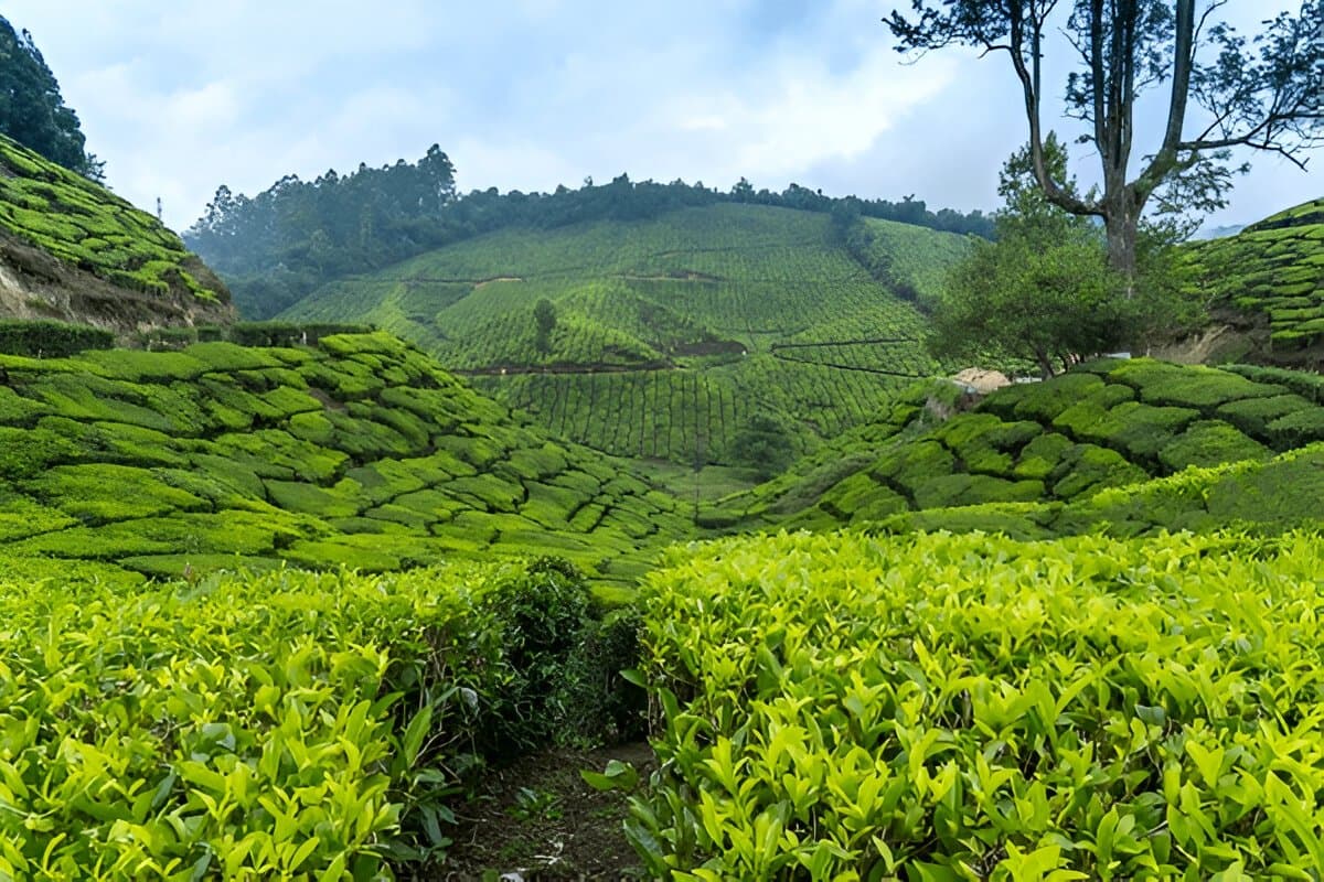 Munnar Photo point