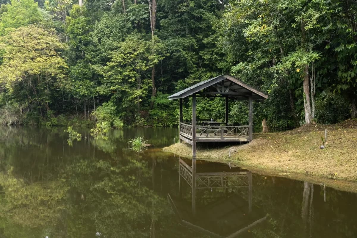 Mangrove Boat Safari