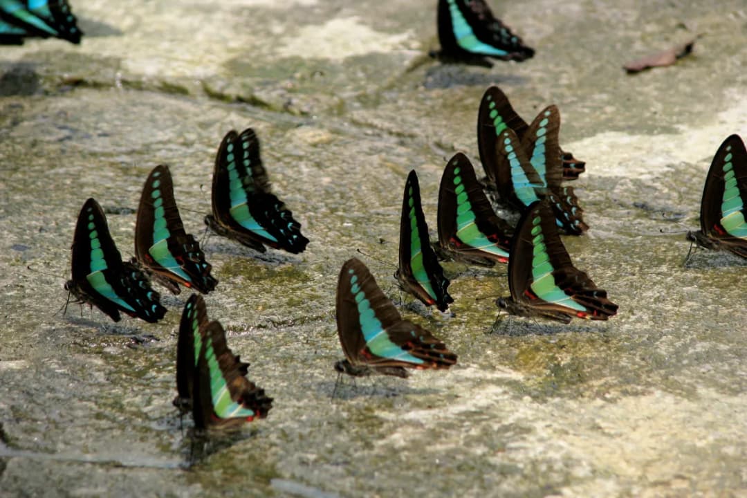 Butterfly Park Magic