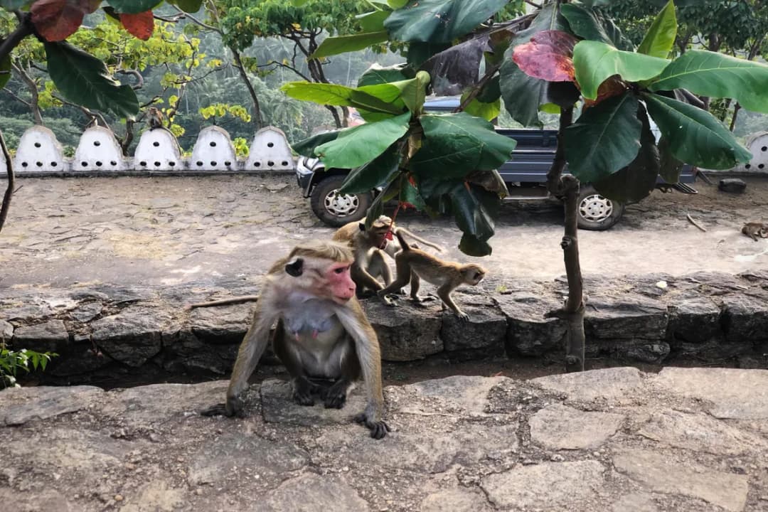 Monkey Kingdom