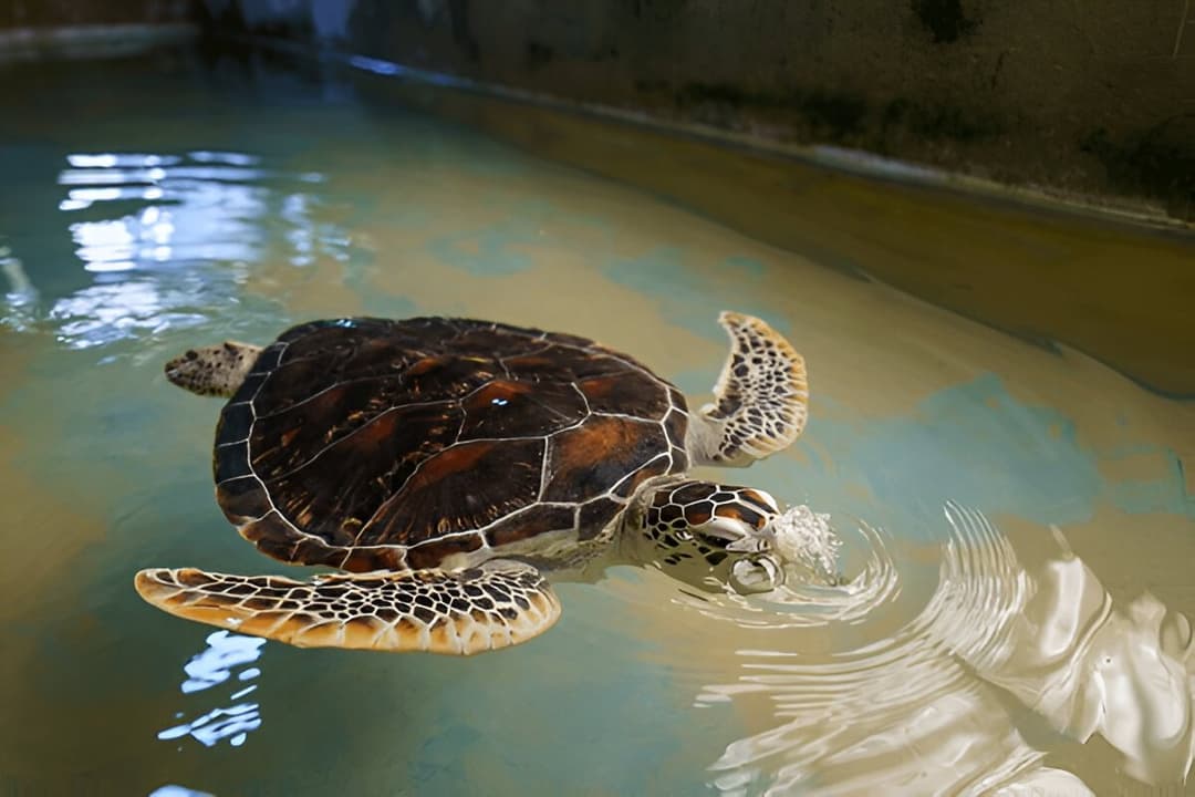 Turtle Hatchery (Habaraduwa)