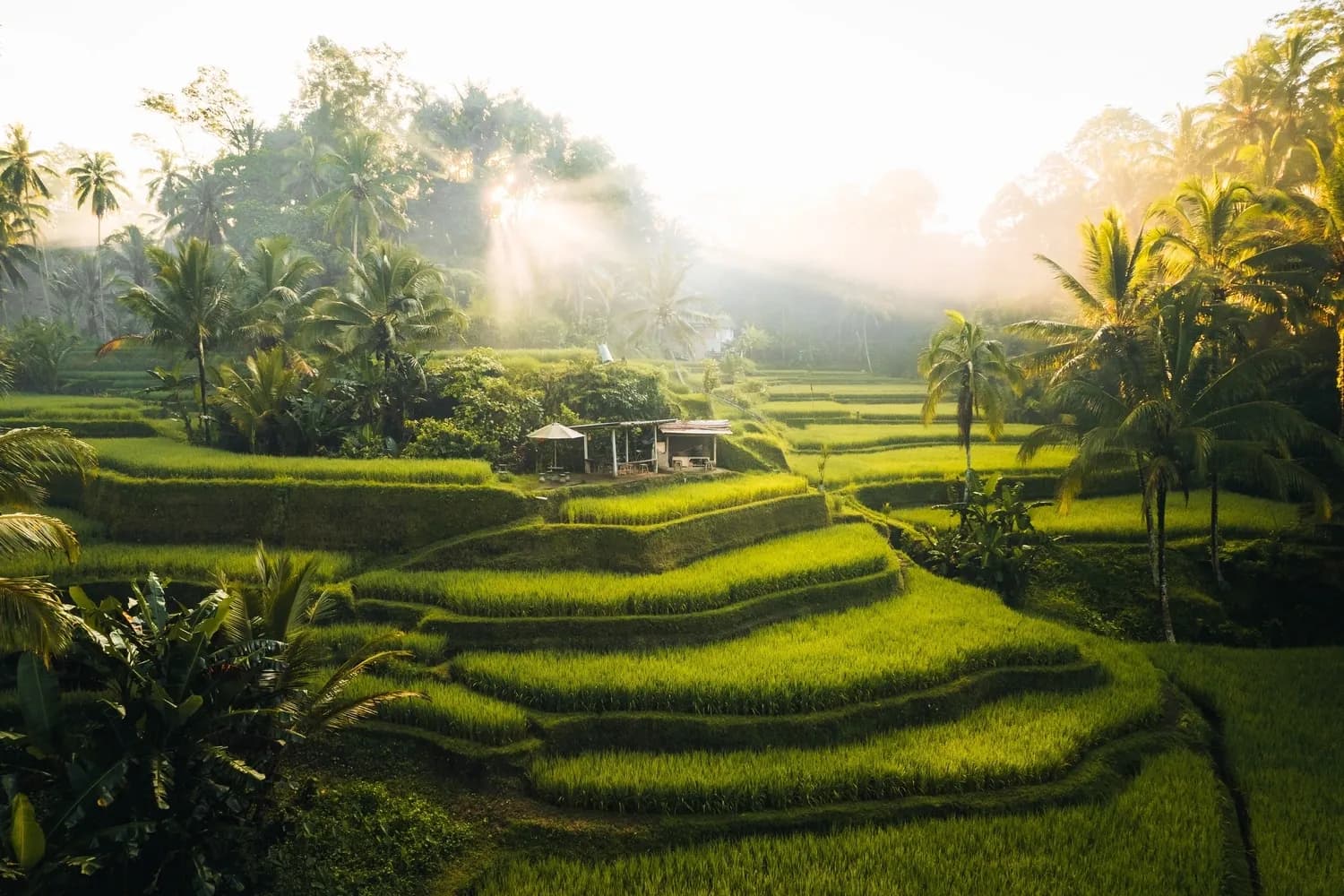 view of Tegallalang Rice fields terraces in Ubud