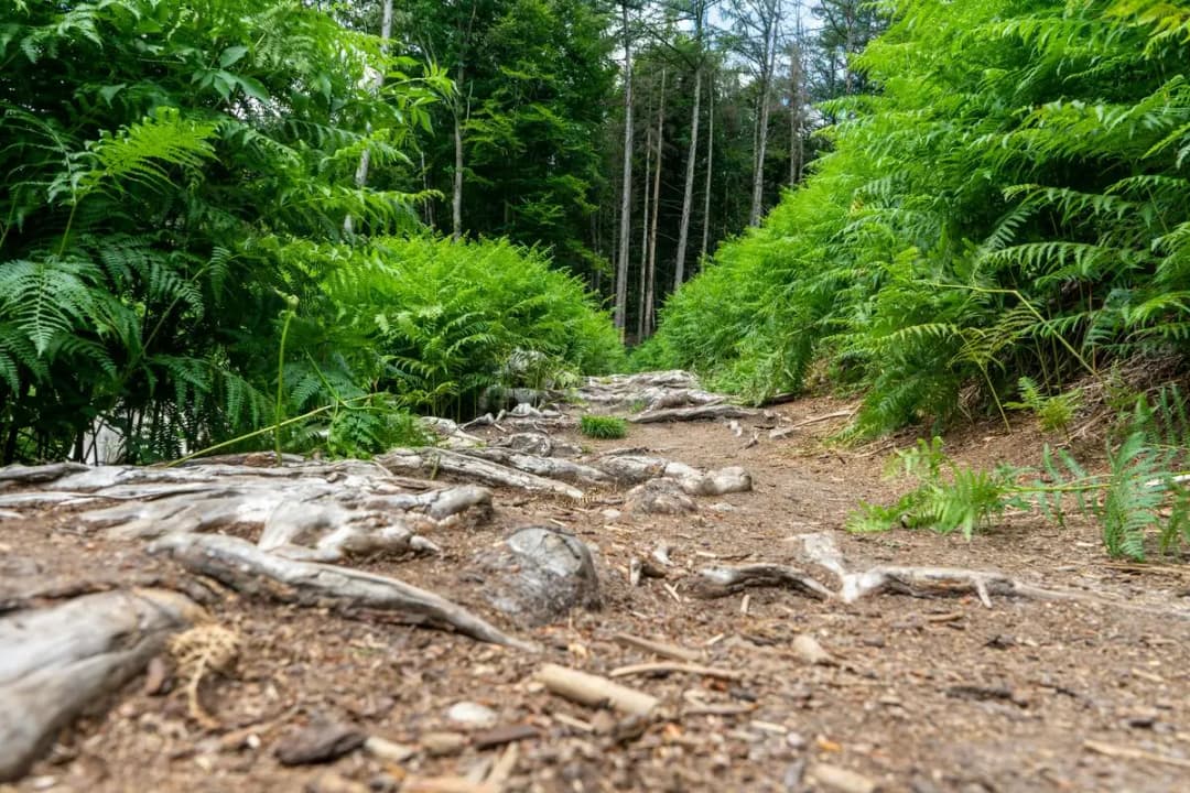 Natural Root Pathways