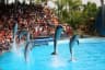 Dolphin Show in Thailand
