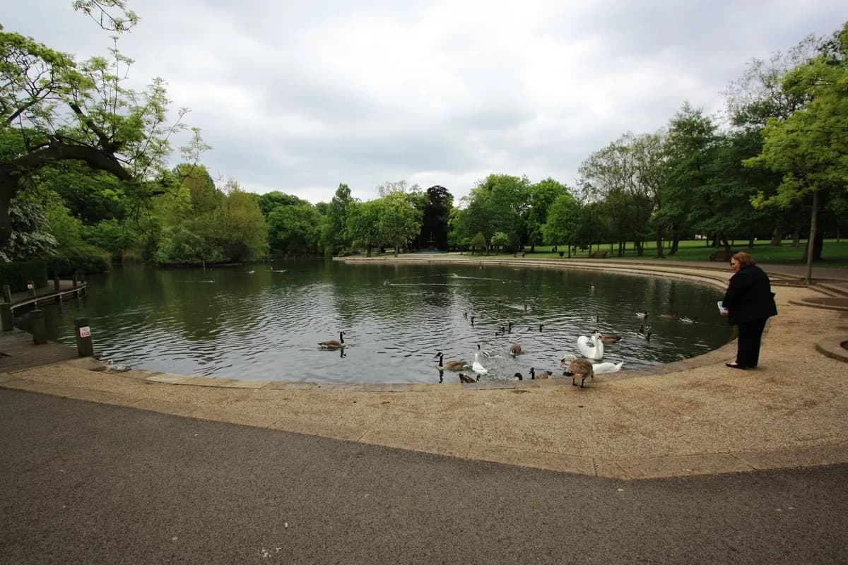 A person Feeding Goose