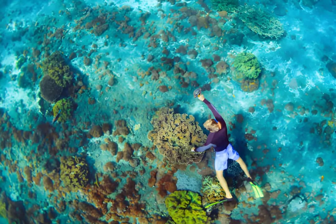 House Reef Snorkeling