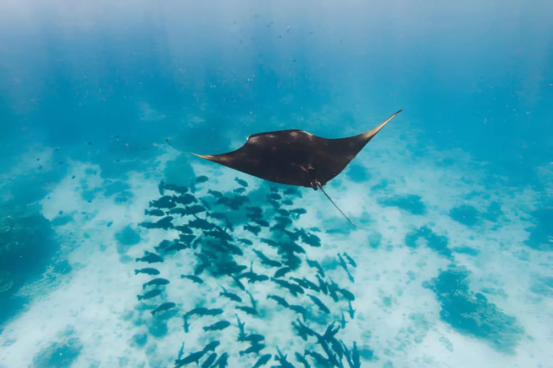 Manta Point (South Ari Atoll)