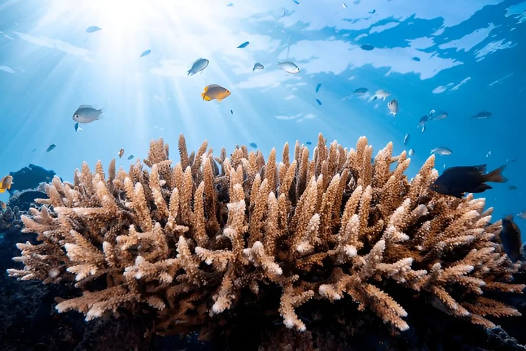 Vibrant Coral Gardens