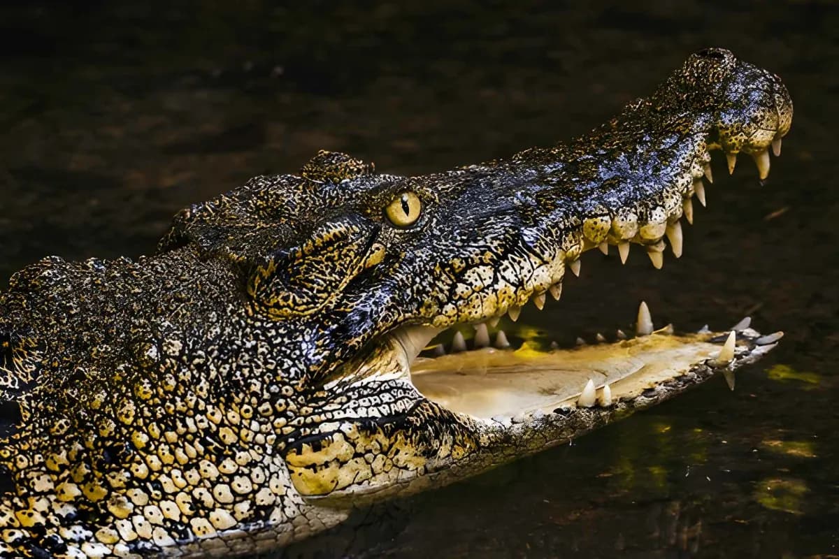 Semenggoh Nature Reserve