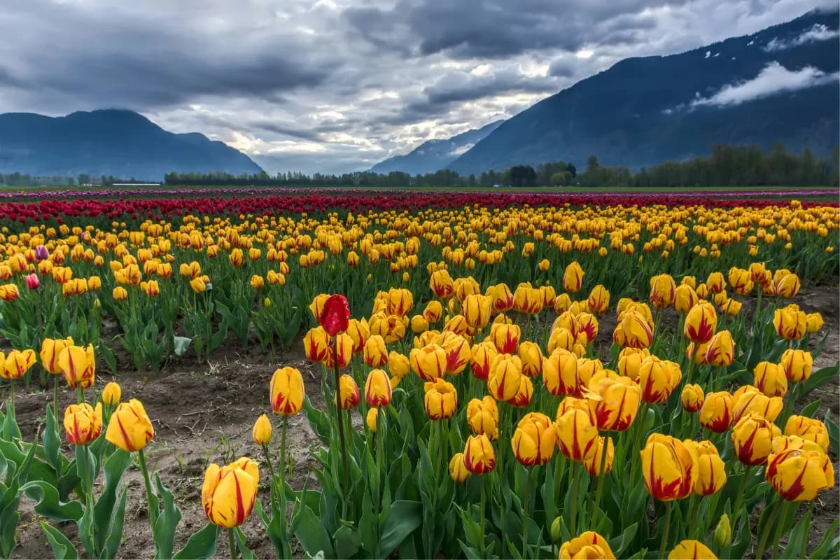 Tulip Festival