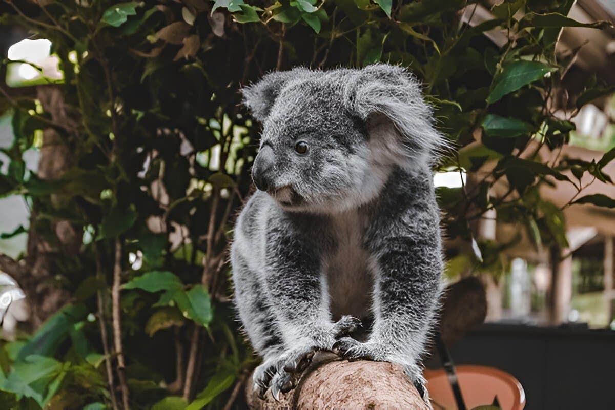 Rainforestation Nature Park