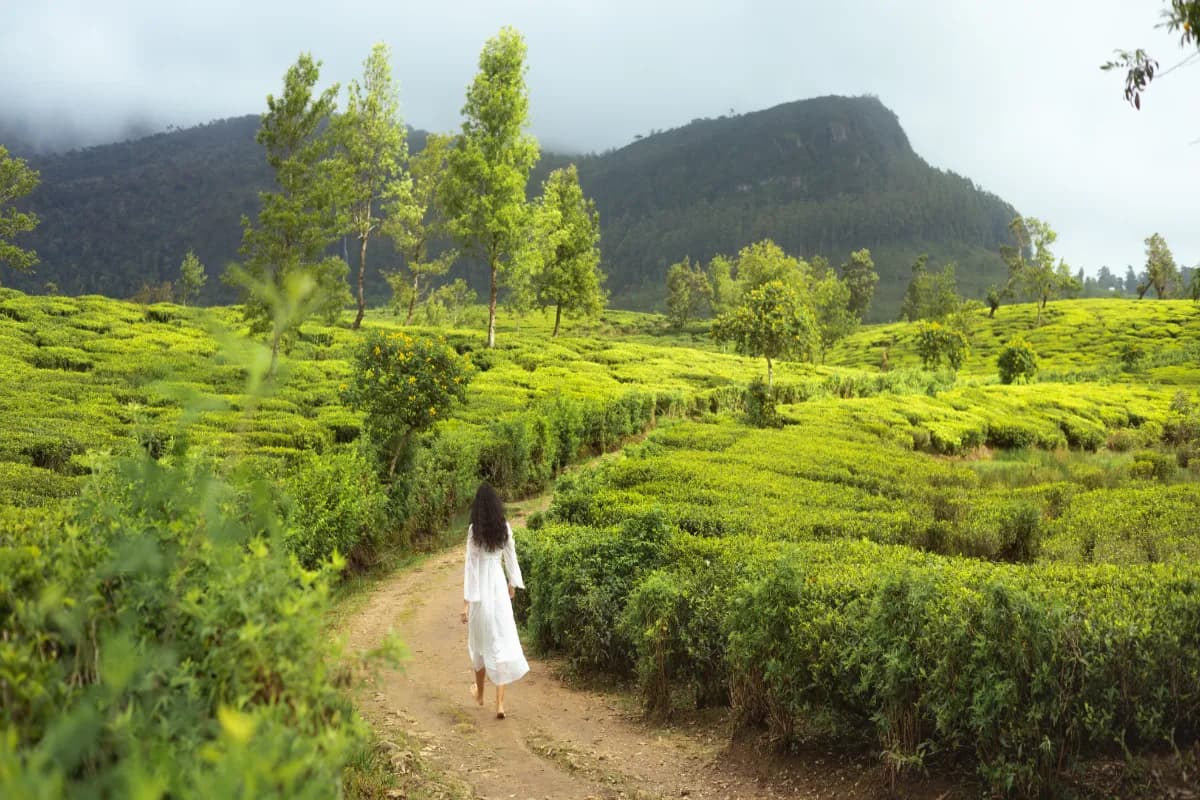 Tea Garden Walks
