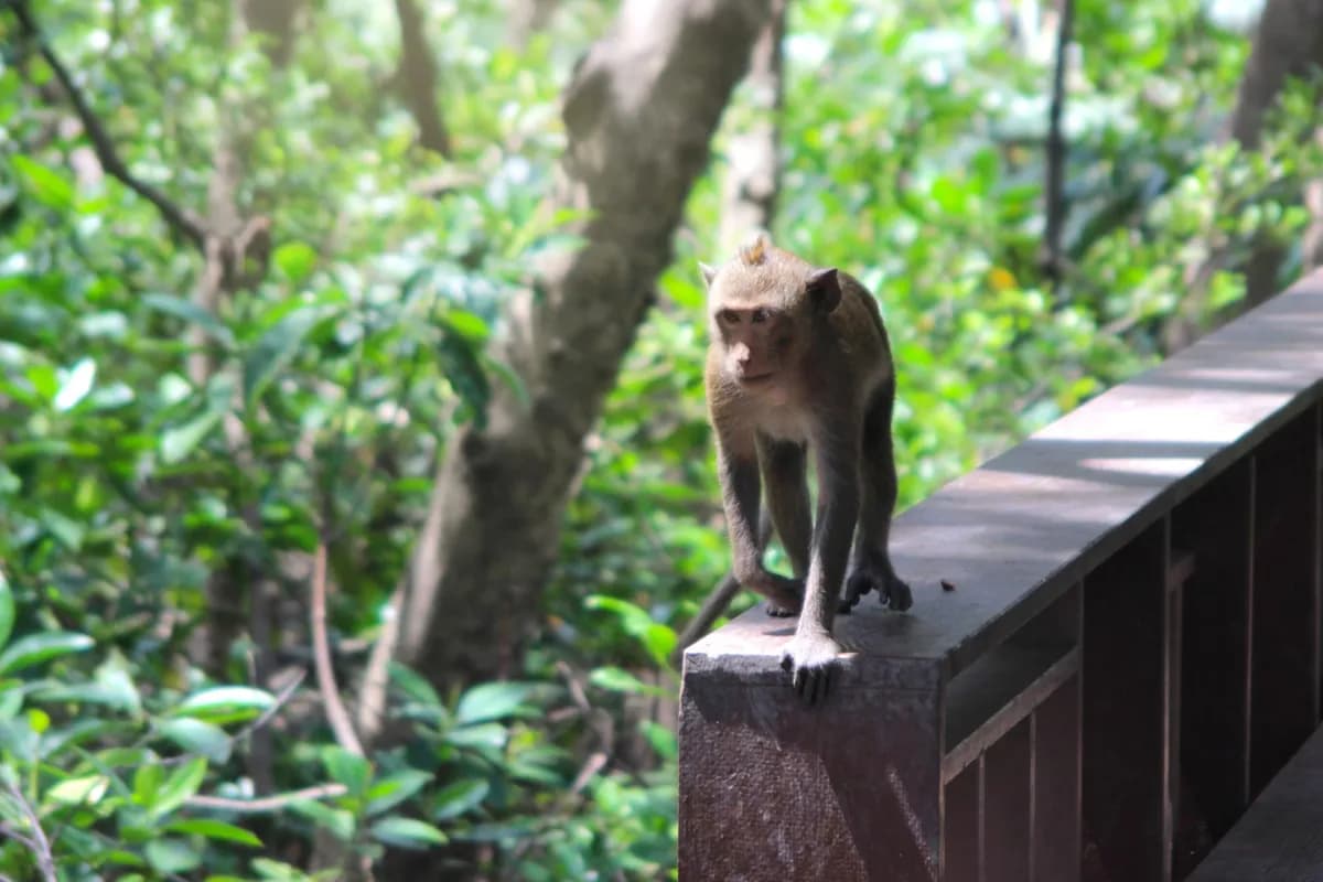 Sacred Monkey Forest Sanctuary