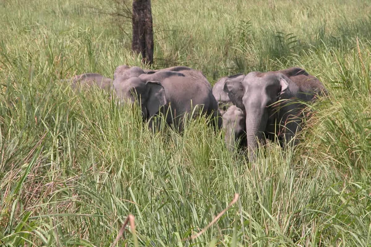 Elephant in nokrek
