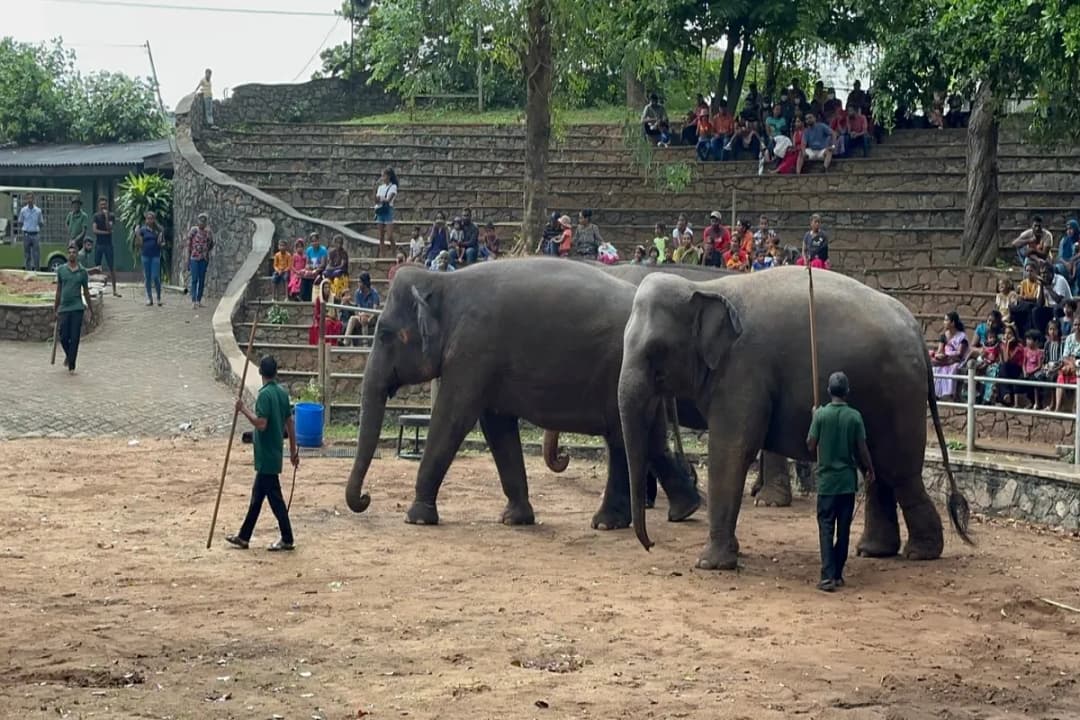 Elephant Show