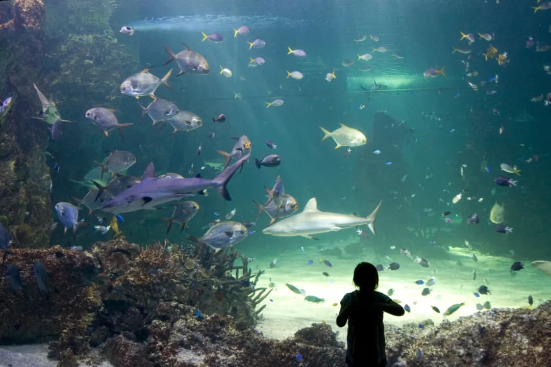 SEA LIFE Sydney Aquarium