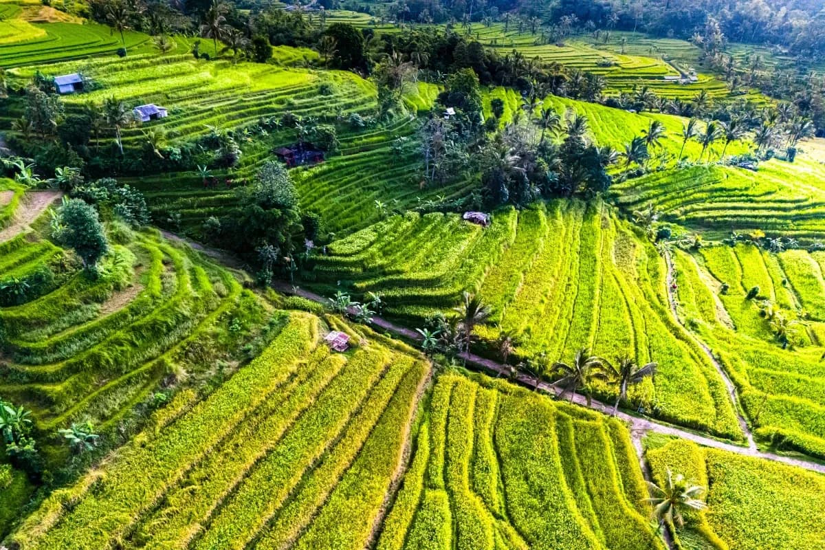 Top Jatiluwih Rice Terraces View