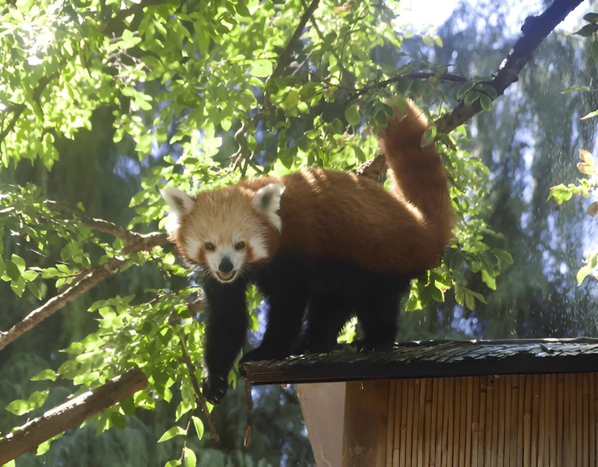 Adelaide Zoo