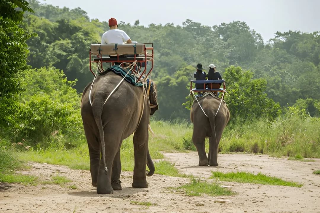 Elephant Safari