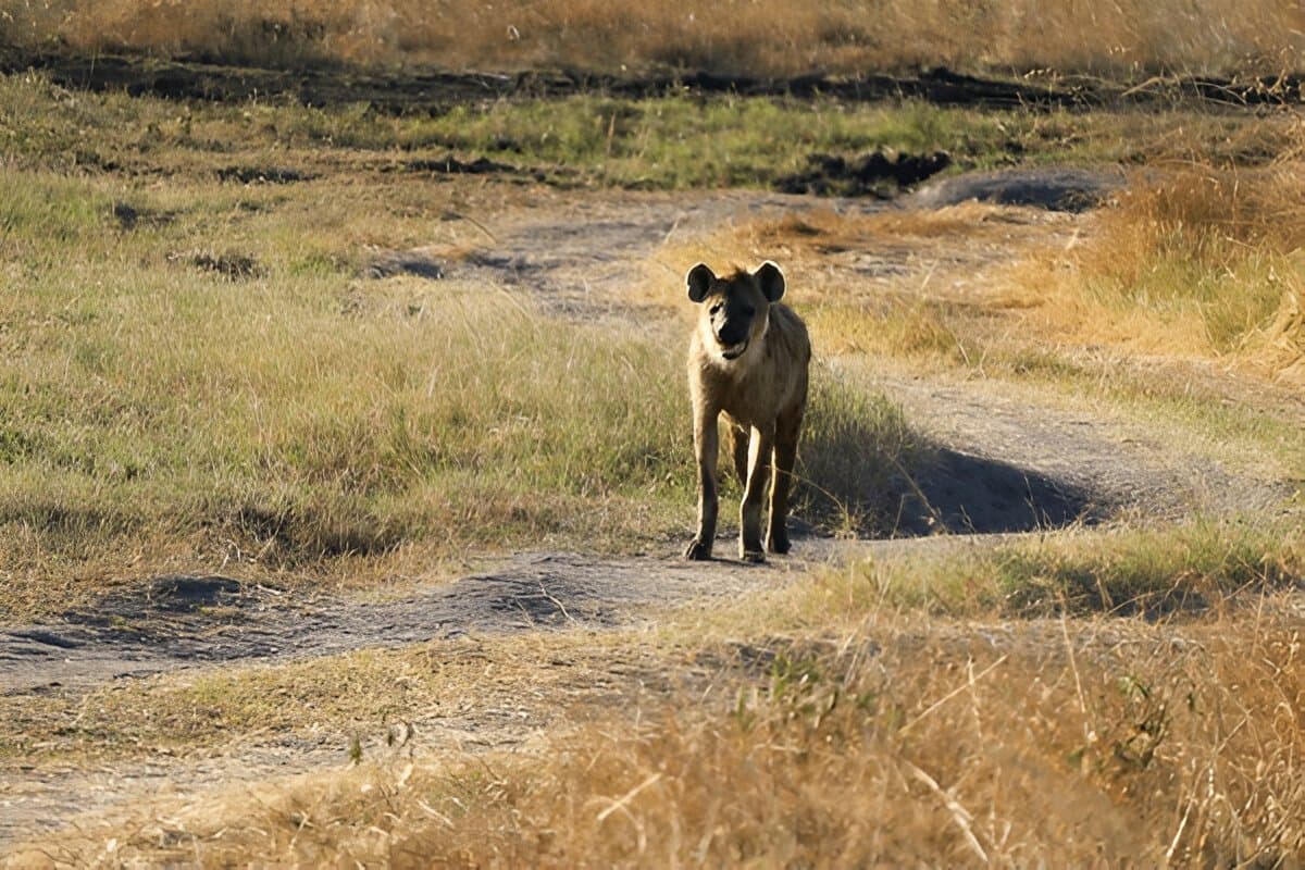 Wild Spot