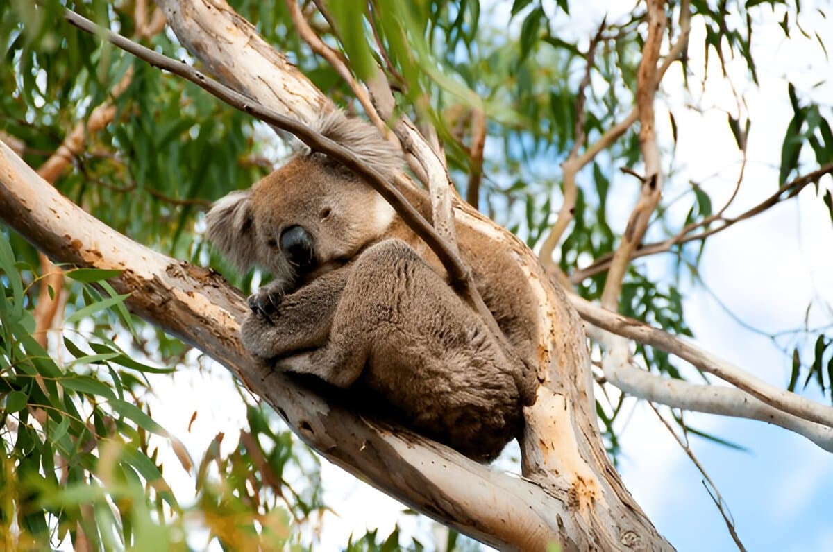 Kangaroo Island Wildlife Park