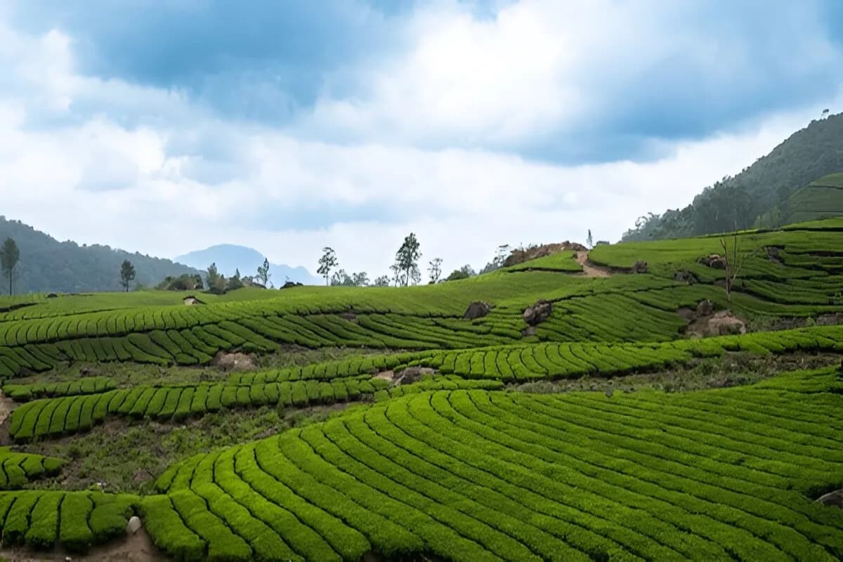 Munnar Tea Gardens