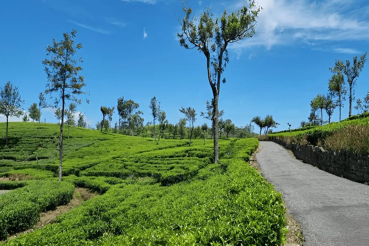 Sri Lanka Tea Garden