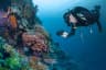 Scuba Diving in the Andaman