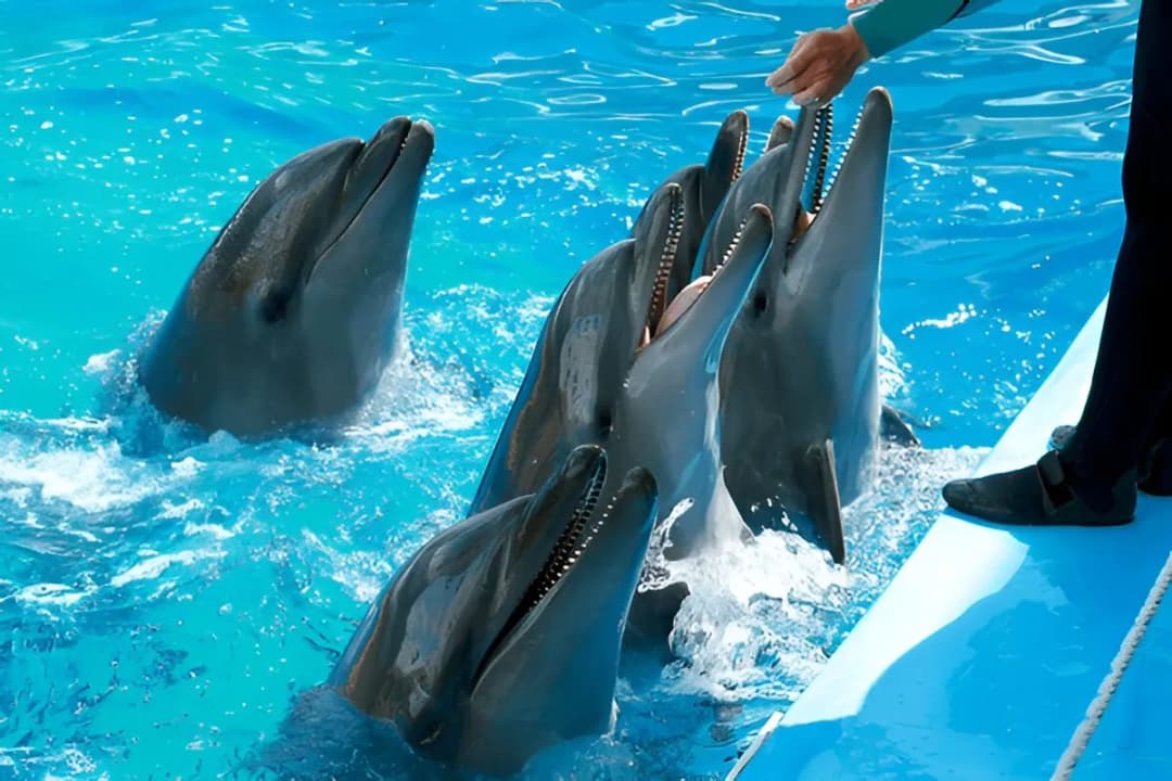 Scheduled Feeding Sessions