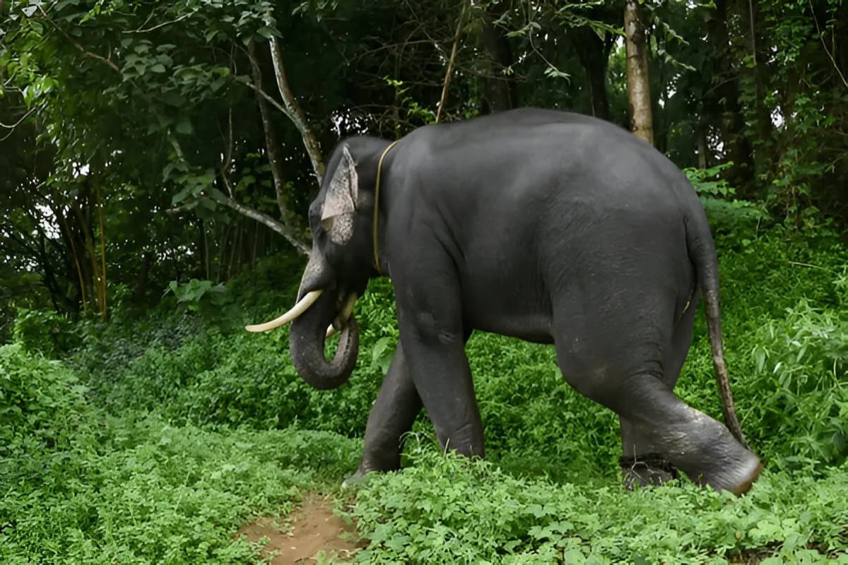 Wayanad Wildlife Sanctuary
