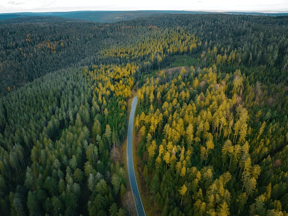 Black Forest