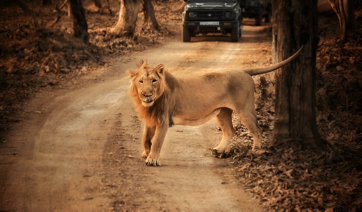 Gir National Park