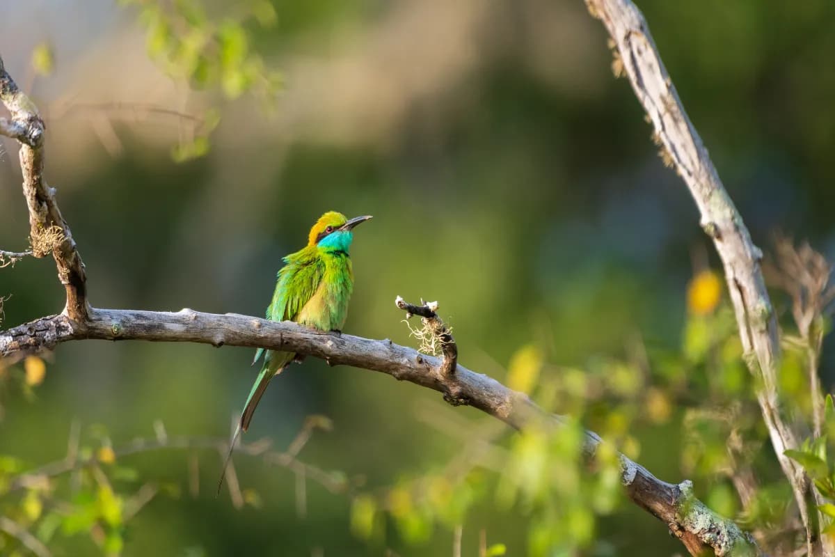 Birdwatching at Nongkhnum Island