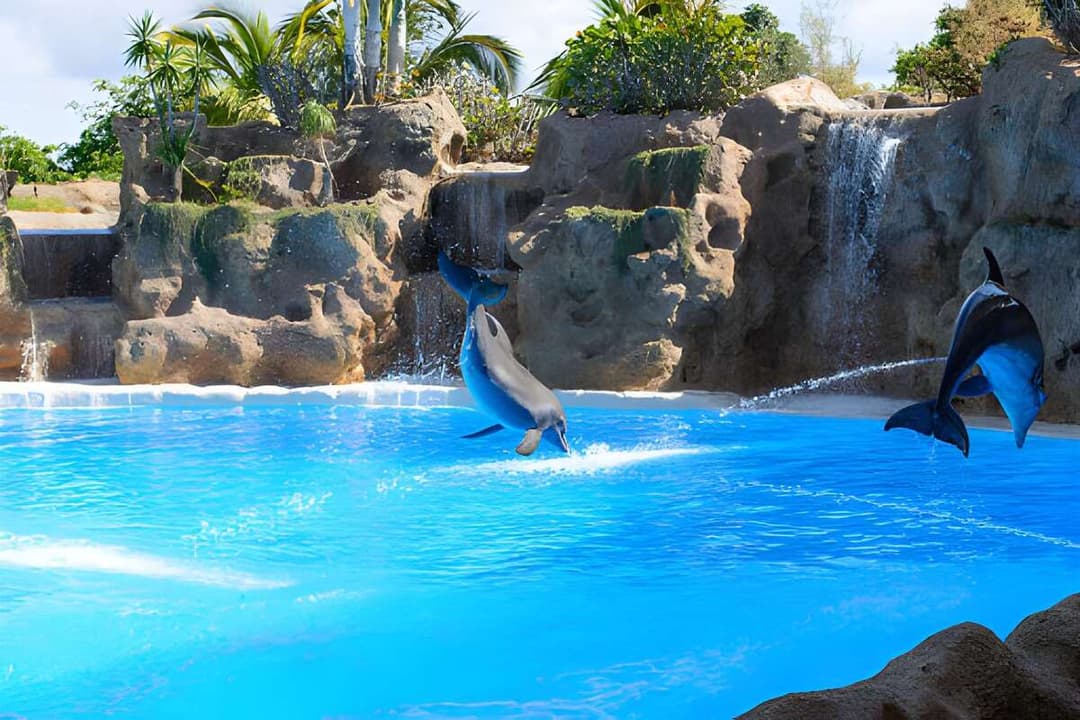 Dolphin Acrobatics Show