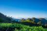 Kolukkumalai Tea Estate