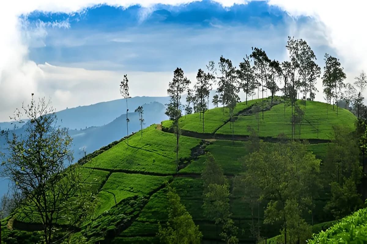 Sri Lanka Tea Garden
