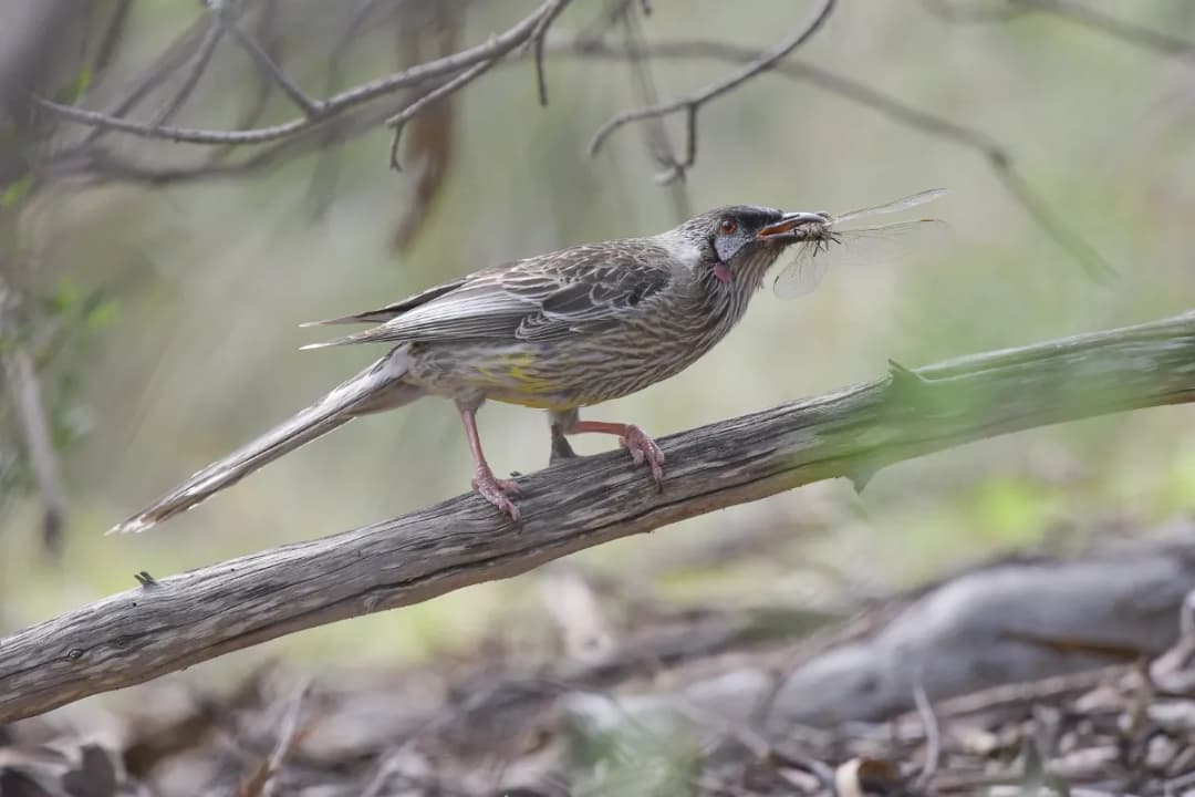 Birdwatcher’s Haven