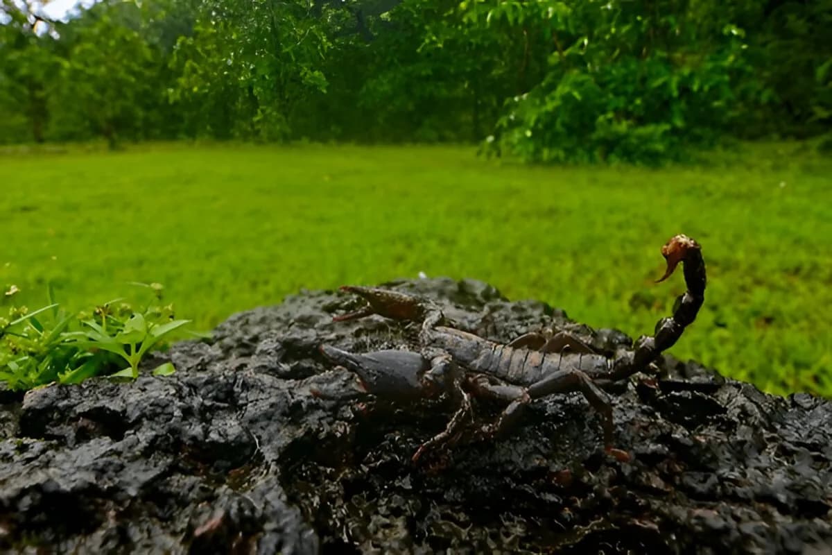 Bhagwan Mahavir Wildlife Sanctuary