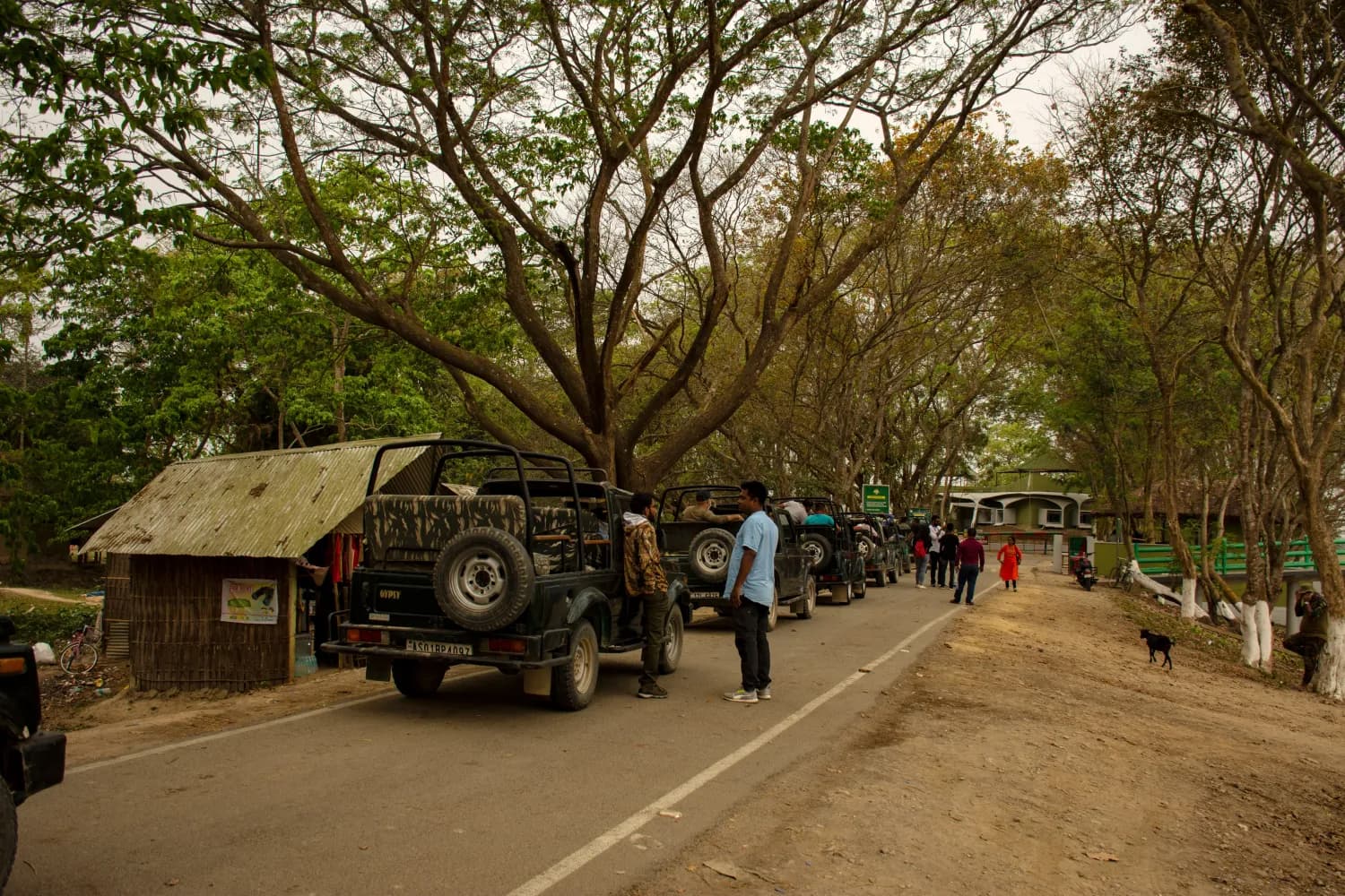 Tourists in queue to enter Kaziranga forest to enjoy Jeep safari at Kaziranga National Park