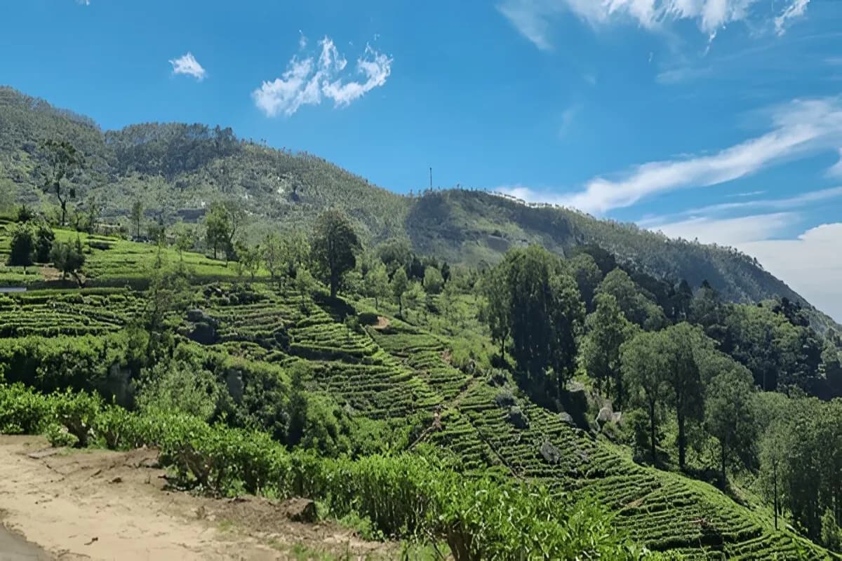 Sri Lanka Tea Garden