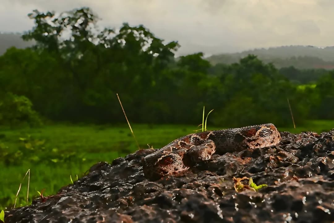 Bhagwan Mahavir Wildlife Sanctuary