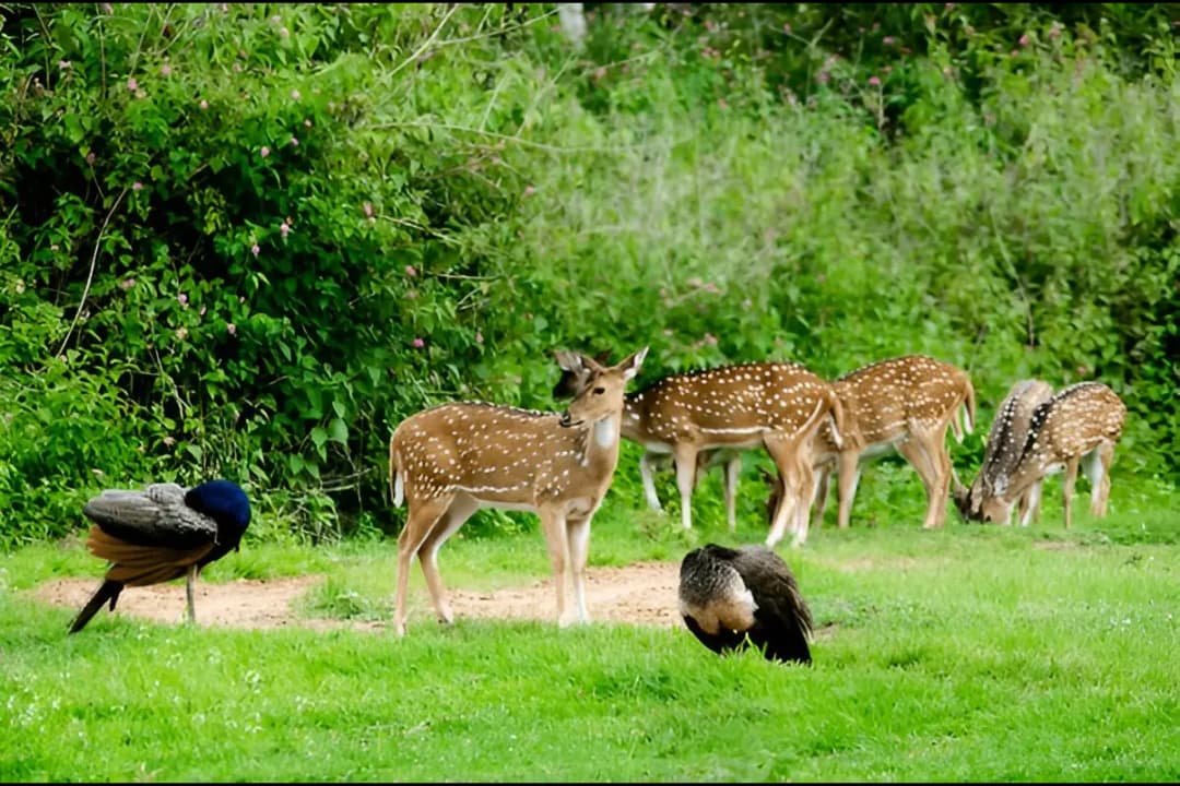 Peacock and Deer Sightings