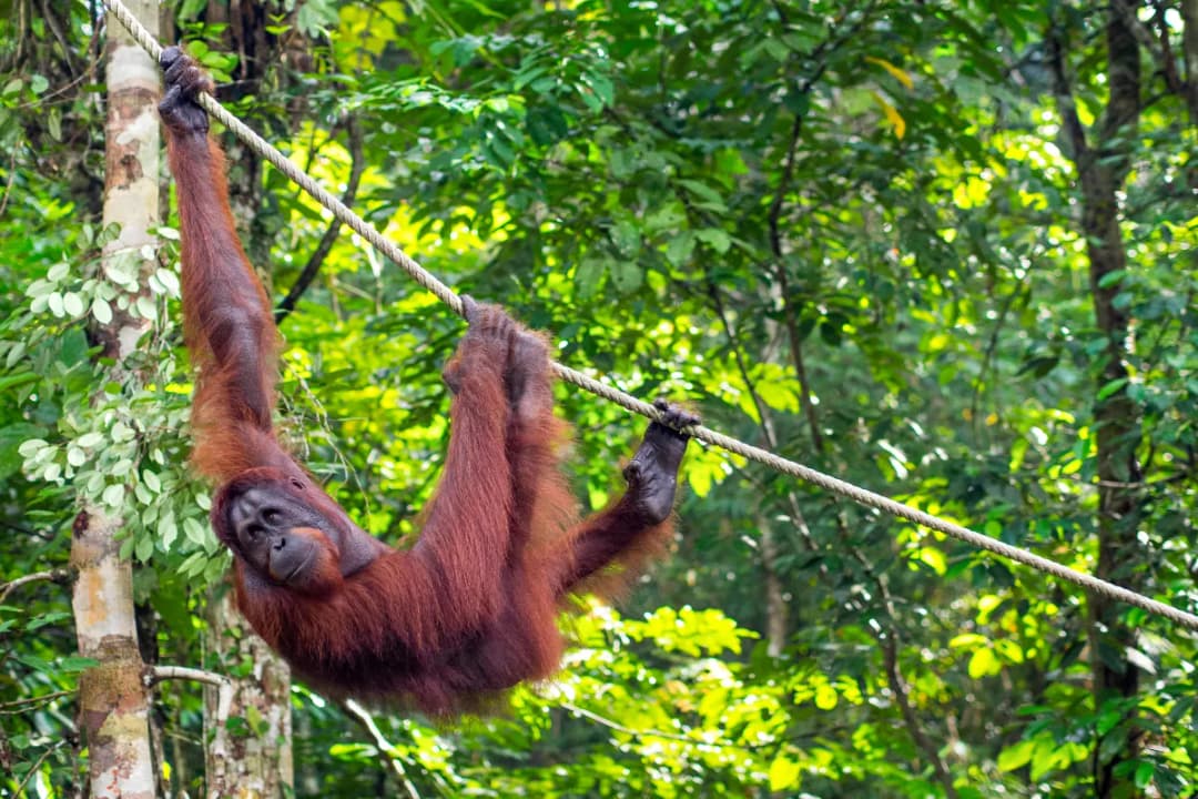 Orangutan Rehabilitation