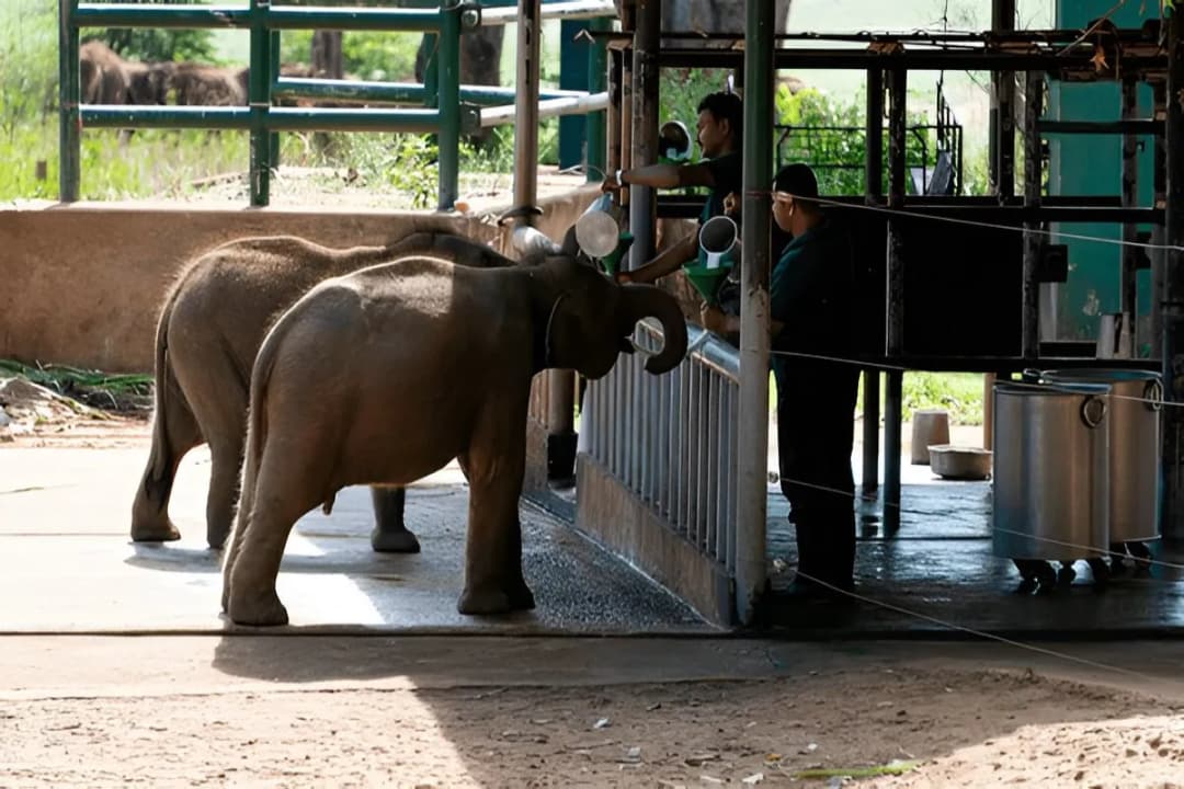 Udawalawe Elephant Transit Home