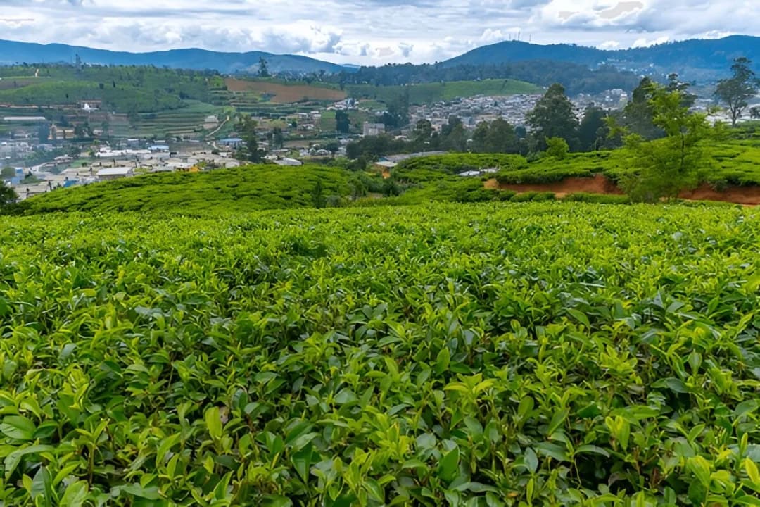 Pedro Tea Estate (Nuwara Eliya)