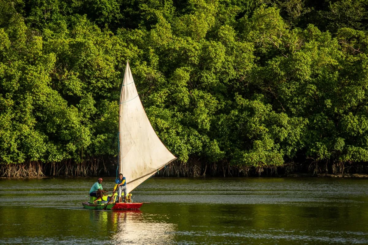 Mangrove Boat Safari
